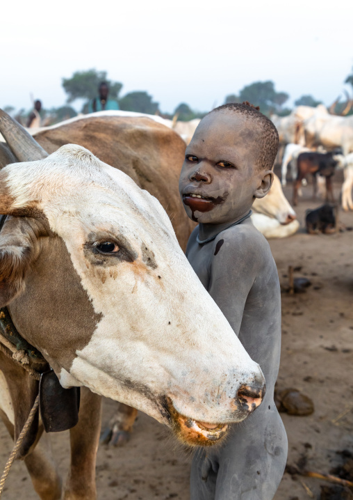 Mundari tribe boy covered in ash taking care of long horns cows in a camp, Central Equatoria, Terekeka, South Sudan