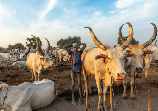 Mundari tribe boy taking care of the long horns cows in the camp, Central Equatoria, Terekeka, South Sudan