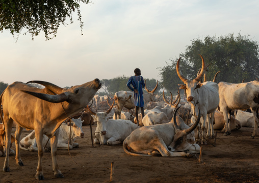 Long horns cows in a Mundari tribe camp gathering around bonfires to repel mosquitoes and flies, Central Equatoria, Terekeka, South Sudan