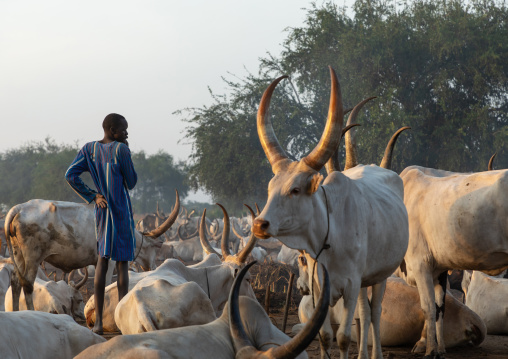 Long horns cows in a Mundari tribe camp gathering around bonfires to repel mosquitoes and flies, Central Equatoria, Terekeka, South Sudan