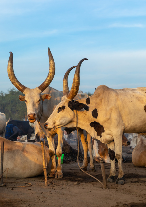 Long horns cows in a Mundari tribe camp gathering around bonfires to repel mosquitoes and flies, Central Equatoria, Terekeka, South Sudan