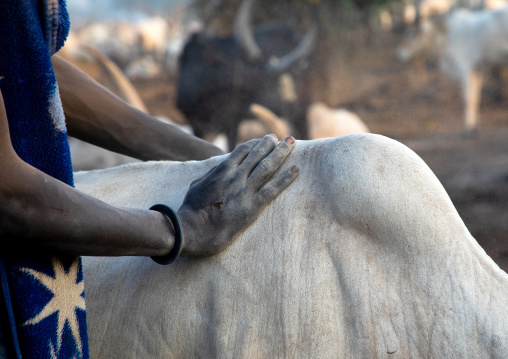 Mundari tribe man taking care of the long horns cows in a camp, Central Equatoria, Terekeka, South Sudan