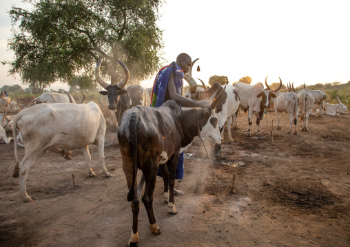 Mundari tribe man covering his cow in ash to repel flies and mosquitoes, Central Equatoria, Terekeka, South Sudan
