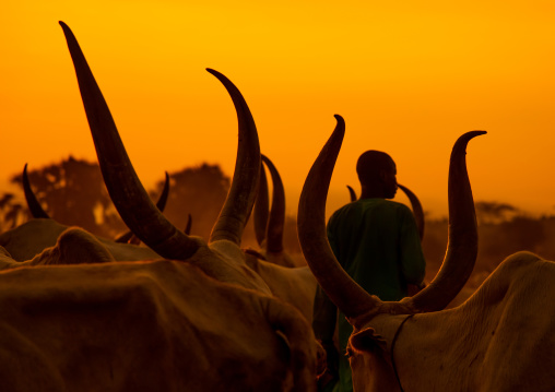 Mundari tribe boy taking care of the long horns cows in a camp, Central Equatoria, Terekeka, South Sudan