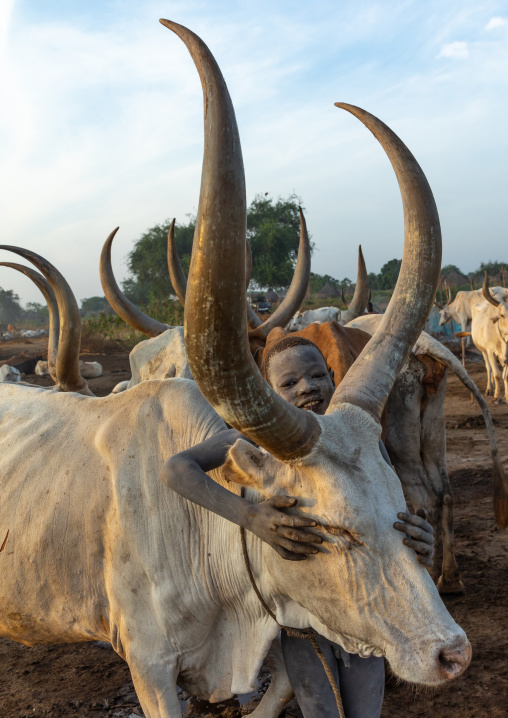 Mundari tribe boy taking care of the long horns cows in the camp, Central Equatoria, Terekeka, South Sudan