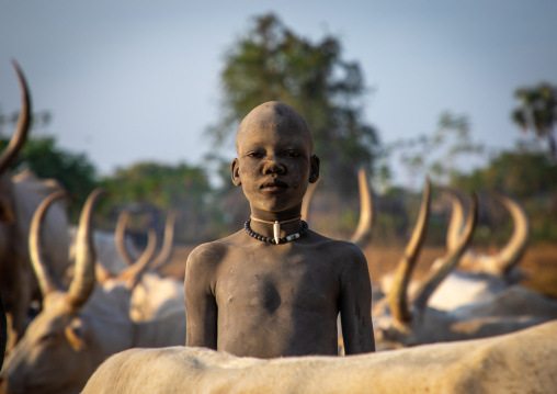 Mundari tribe boy covered in ash taking care of long horns cows in a camp, Central Equatoria, Terekeka, South Sudan