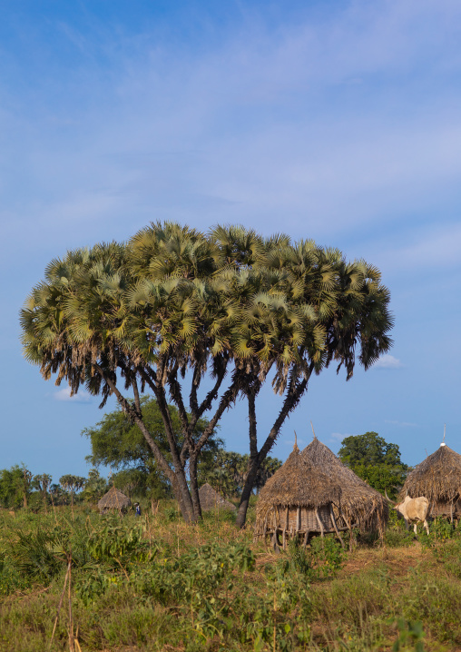 Traditional Mundari tribe village with doum palm trees, Central Equatoria, Terekeka, South Sudan