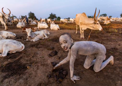 Mundari tribe boy collecting dried cow dungs to make bonfires to repel mosquitoes and flies, Central Equatoria, Terekeka, South Sudan