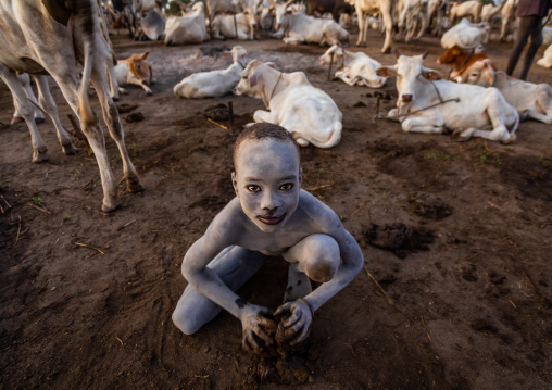 Mundari tribe boy collecting dried cow dungs to make bonfires to repel mosquitoes and flies, Central Equatoria, Terekeka, South Sudan
