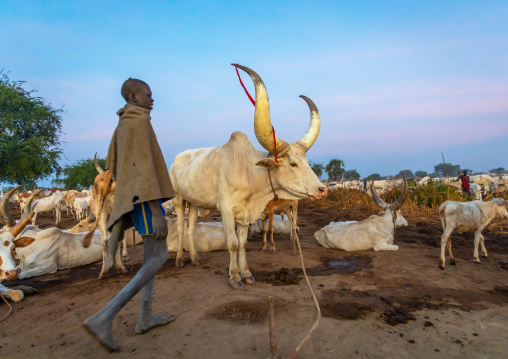 Mundari tribe boy taking care of the long horns cows in the camp, Central Equatoria, Terekeka, South Sudan