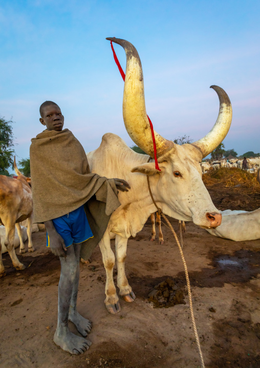 Mundari tribe boy taking care of the long horns cows in the camp, Central Equatoria, Terekeka, South Sudan