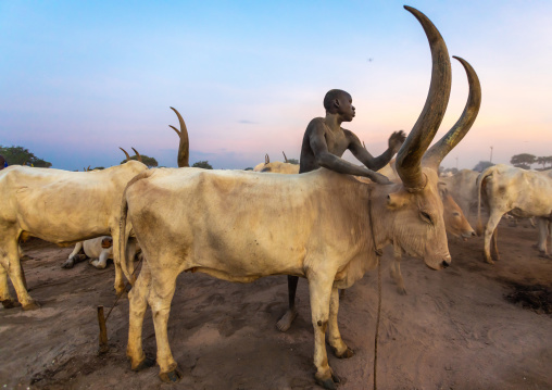 Mundari tribe man covering his cow in ash to repel flies and mosquitoes, Central Equatoria, Terekeka, South Sudan