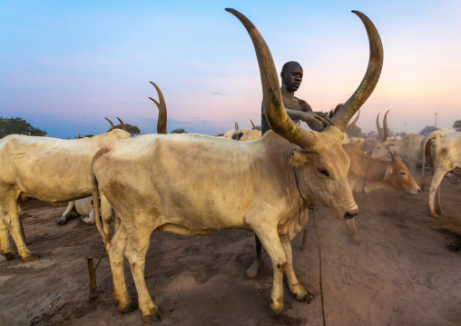 Mundari tribe man covering his cow in ash to repel flies and mosquitoes, Central Equatoria, Terekeka, South Sudan