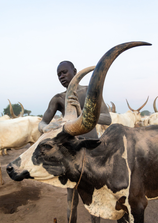 Mundari tribe man covering his cow in ash to repel flies and mosquitoes, Central Equatoria, Terekeka, South Sudan