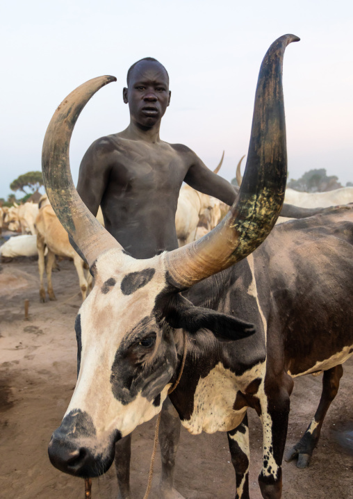 Mundari tribe man covering his cow in ash to repel flies and mosquitoes, Central Equatoria, Terekeka, South Sudan