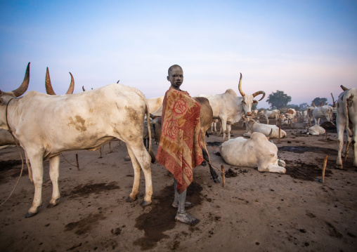 Mundari tribe boy with his long horns cows in the camp, Central Equatoria, Terekeka, South Sudan