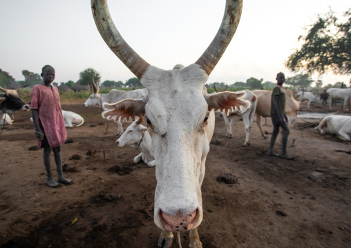 Mundari tribe boy with his long horns cows in the camp, Central Equatoria, Terekeka, South Sudan