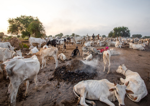 Mundari tribe boy collecting dried cow dungs to make bonfires to repel mosquitoes and flies, Central Equatoria, Terekeka, South Sudan