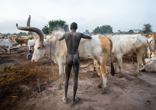 Naked Mundari tribe man covering his cow in ash to repel mosquitoes, Central Equatoria, Terekeka, South Sudan