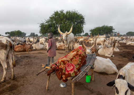 Mundari tribe man sleeping on a wooden bed in the middle of his long horns cows, Central Equatoria, Terekeka, South Sudan