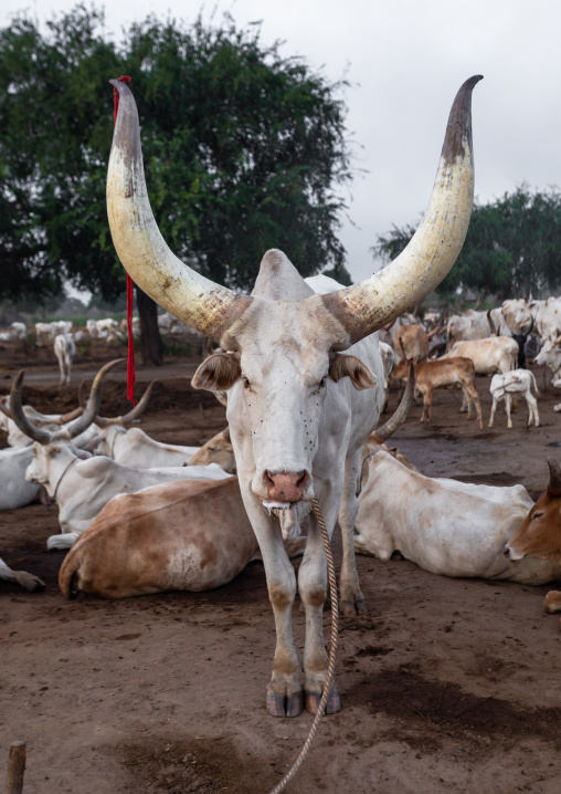 Long horns cows in a Mundari tribe camp, Central Equatoria, Terekeka, South Sudan