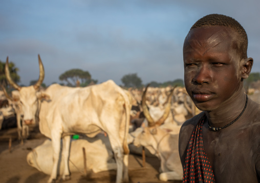 Mundari tribe boy with his long horns cows in the camp, Central Equatoria, Terekeka, South Sudan