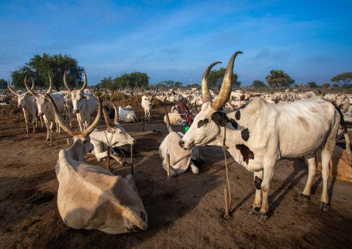 Long horns cows in a Mundari tribe camp, Central Equatoria, Terekeka, South Sudan
