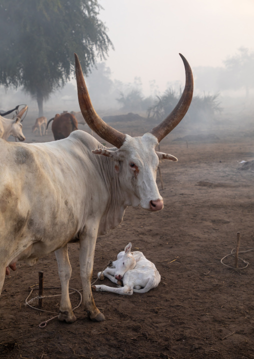 Long horns cows in a Mundari tribe camp, Central Equatoria, Terekeka, South Sudan
