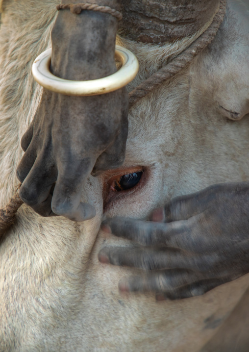 Mundari tribe man cleaning the eyes of his cow, Central Equatoria, Terekeka, South Sudan