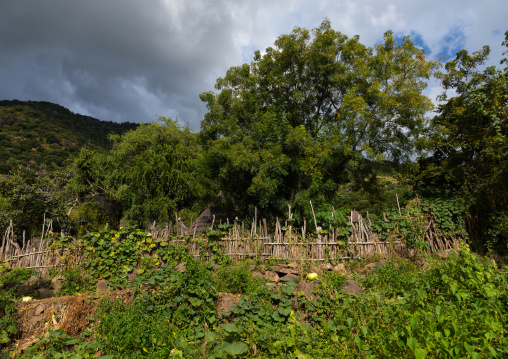 Garden in a Lotuko village, Central Equatoria, Illeu, South Sudan