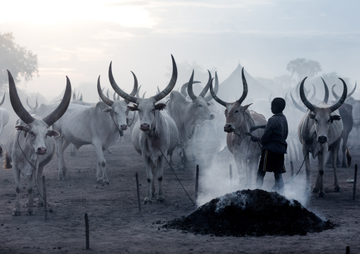 Long horns cows in a Mundari tribe camp gathering around bonfires to repel mosquitoes and flies, Central Equatoria, Terekeka, South Sudan