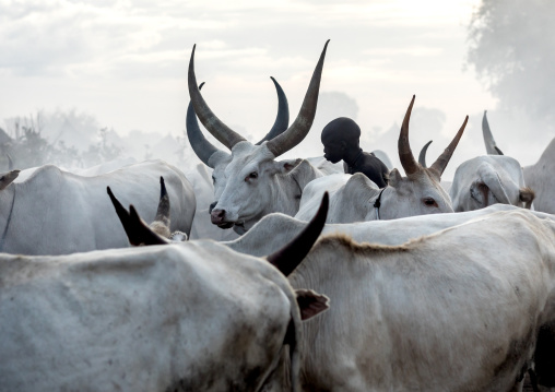 Mundari tribe boy taking care of the long horns cows in the camp, Central Equatoria, Terekeka, South Sudan