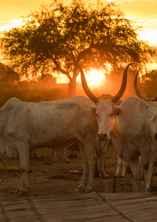 Long horns cows in a Mundari tribe camp in the sunset, Central Equatoria, Terekeka, South Sudan