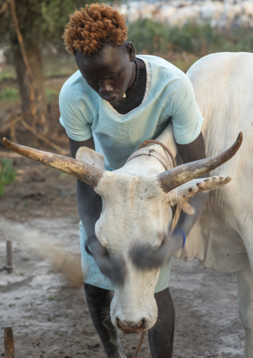 Mundari tribe man covering his cow in ash to repel flies and mosquitoes, Central Equatoria, Terekeka, South Sudan