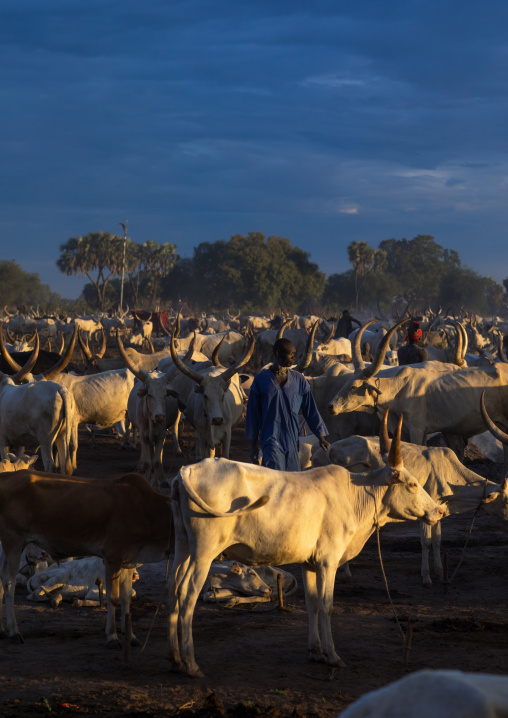 Long horns cows in a Mundari tribe camp in the morning, Central Equatoria, Terekeka, South Sudan