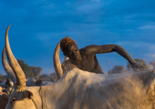 Mundari tribe man covering his cow in ash to repel flies and mosquitoes, Central Equatoria, Terekeka, South Sudan