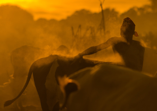 Mundari tribe man covering his cow in ash to repel flies and mosquitoes, Central Equatoria, Terekeka, South Sudan