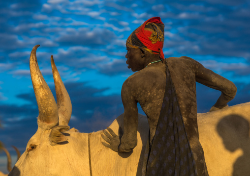 Mundari tribe man covering his cow in ash to repel flies and mosquitoes, Central Equatoria, Terekeka, South Sudan