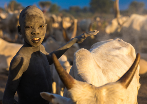 Mundari tribe boy taking care of the long horns cows in the camp, Central Equatoria, Terekeka, South Sudan