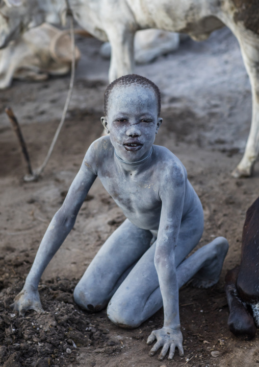Mundari tribe boy collecting dried cow dungs to make bonfires to repel mosquitoes and flies, Central Equatoria, Terekeka, South Sudan