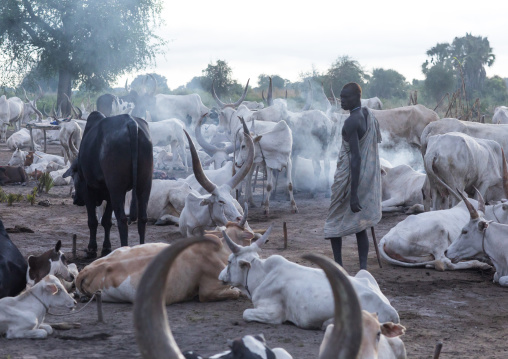 Long horns cows in a Mundari tribe camp gathering around bonfires to repel mosquitoes and flies, Central Equatoria, Terekeka, South Sudan