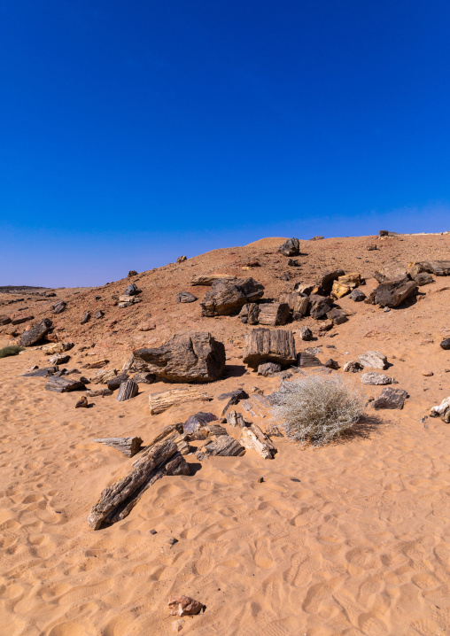 Petrified wood in the desert, Northern State, El-Kurru, Sudan