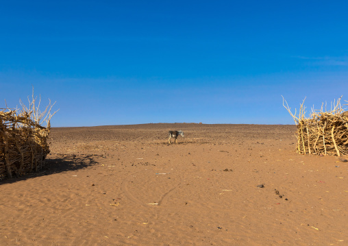 Bedouin village in Bayoda desert, Northern State, Bayuda desert, Sudan