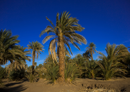 Sudan, Nubia, Soleb, palm trees on nile river banks