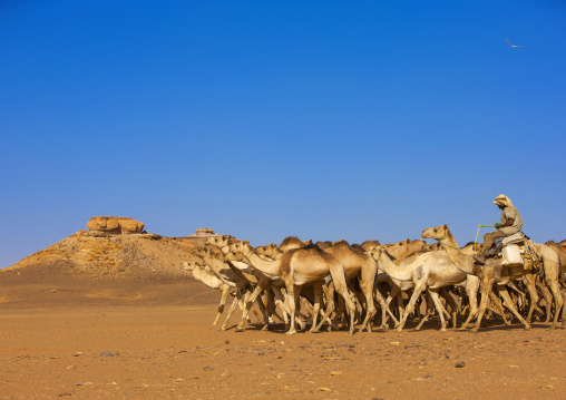 Sudan, Northern Province, Dongola, sudanese camels herd going to egypt