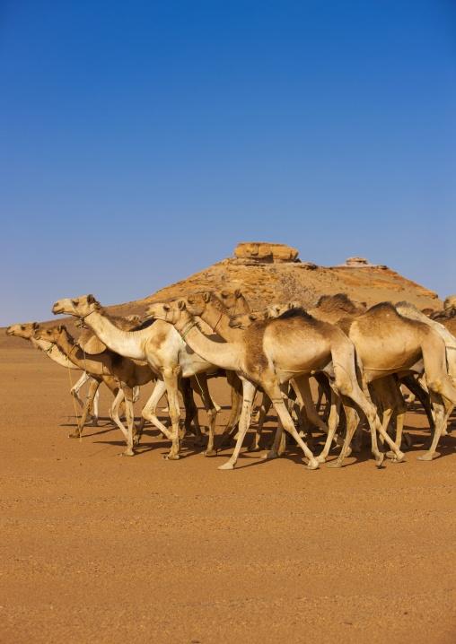 Sudan, Northern Province, Dongola, sudanese camels herd going to egypt