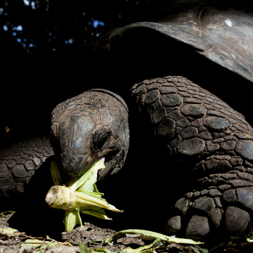 Prison island giant turtle, Zanzibar, Tanzania