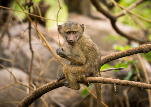 Tanzania, Park Manyara, Arusha, olive baboon (papiocynocephalus anubis)