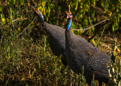 Tanzania, Park Manyara, Arusha, two helmeted guineafowls