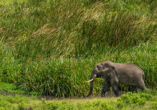 Tanzania, Arusha Region, Ngorongoro Conservation Area, african elephant (loxodonta africana)
